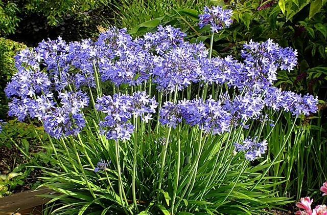 Agapanthus Bed And Breakfast Hoogkarspel Eksteriør bilde